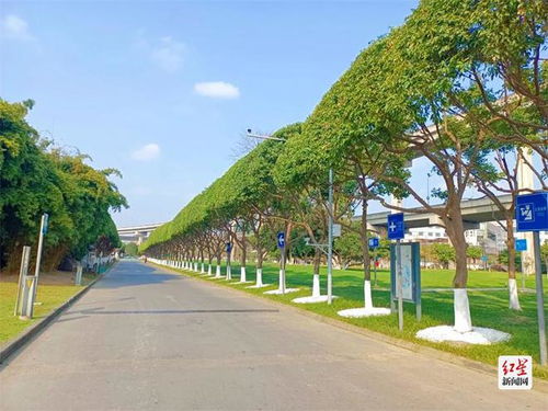 成都街頭綠色長廊修剪秘籍 城市綠化管理的藝術與實踐